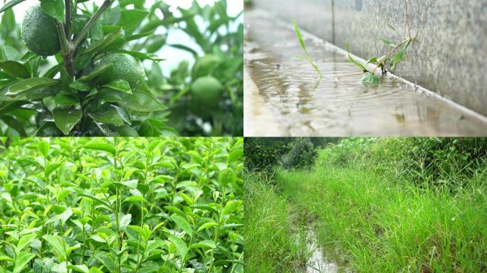 下雨各类花草果蔬水稻杂草茶叶水滴雨季空境