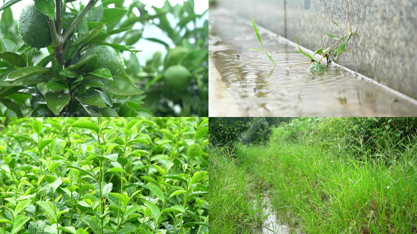 下雨各类花草果蔬水稻杂草茶叶水滴雨季空境