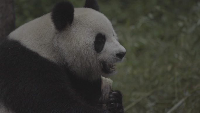 大熊猫吃竹子合集