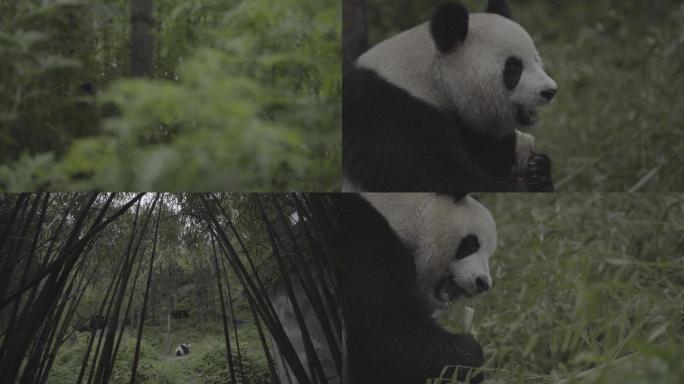 大熊猫吃竹子合集