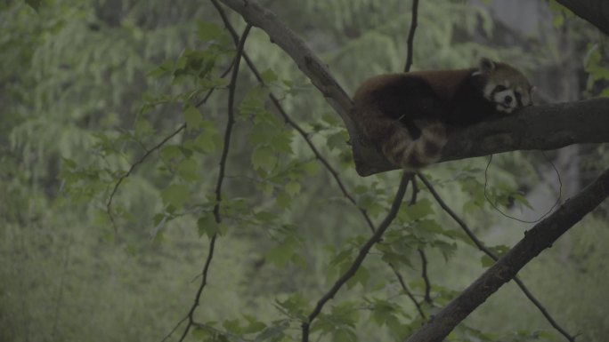 动物小熊猫树上合集