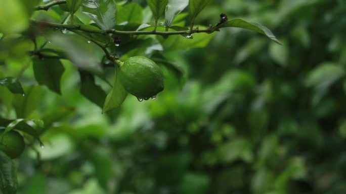 青柠柠檬青柠檬雨天绿色植物水果