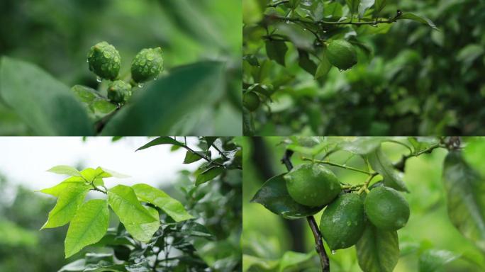 青柠柠檬青柠檬雨天绿色植物水果