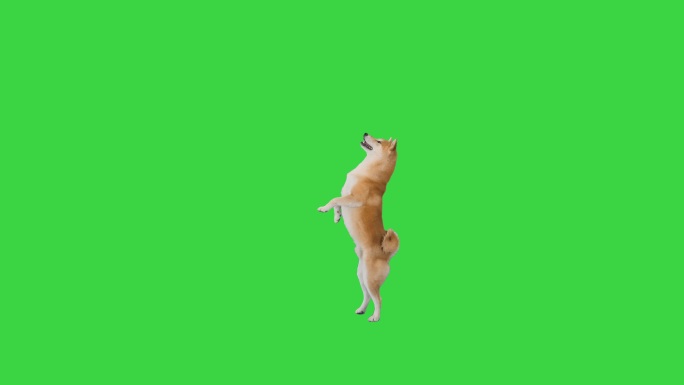 绿色屏幕上的柴犬