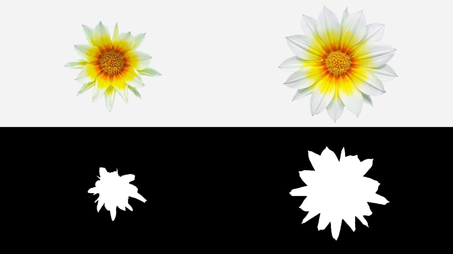 太阳花在白色背景上的延时视频