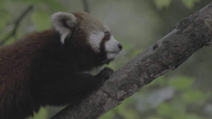小熊猫爬树