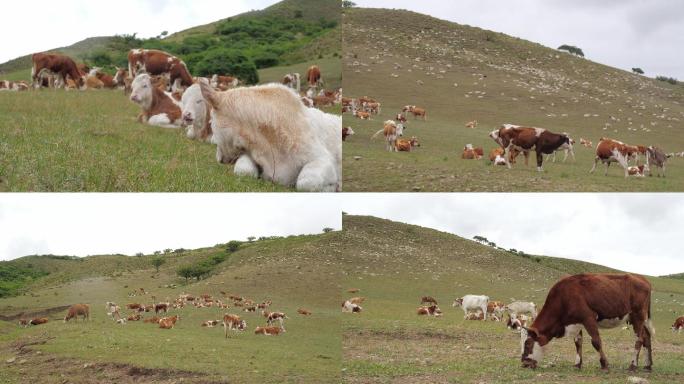 4K漫山遍野的牛羊