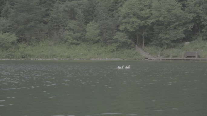 鹅嫚沟官鹅沟湖心鹅绿水小雨 4K