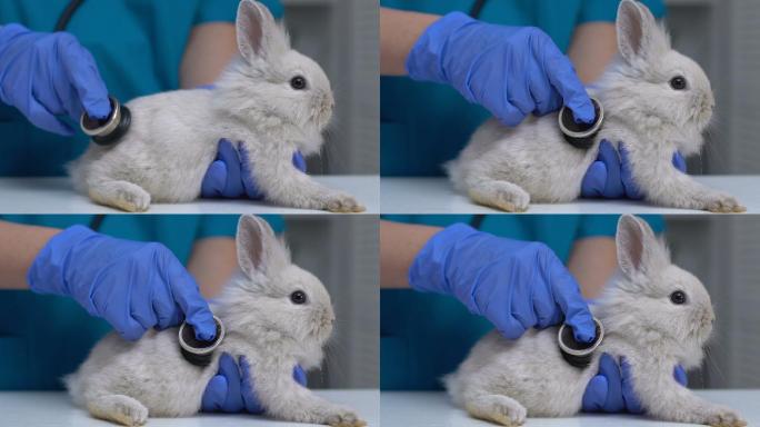 兽医用听诊器检查兔子健康，完成宠物体检