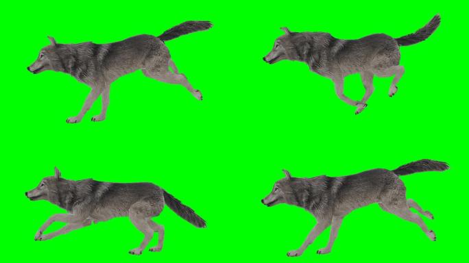 狼跑绿屏（可循环）