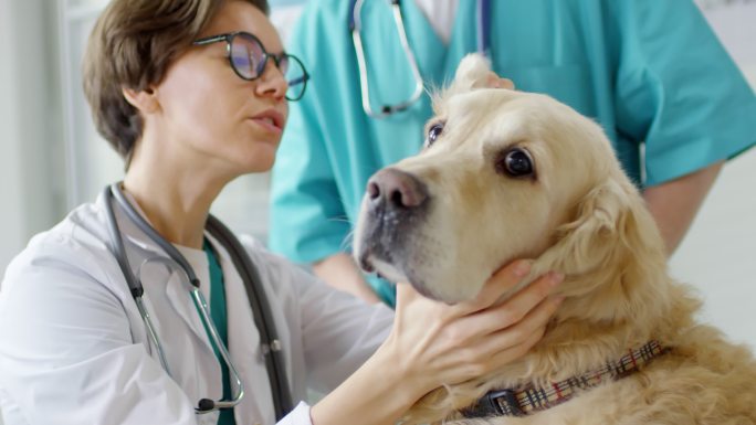 拉布拉多犬接受兽医检查