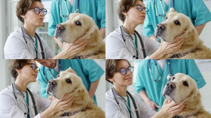 拉布拉多犬接受兽医检查