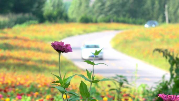 开满鲜花的公路