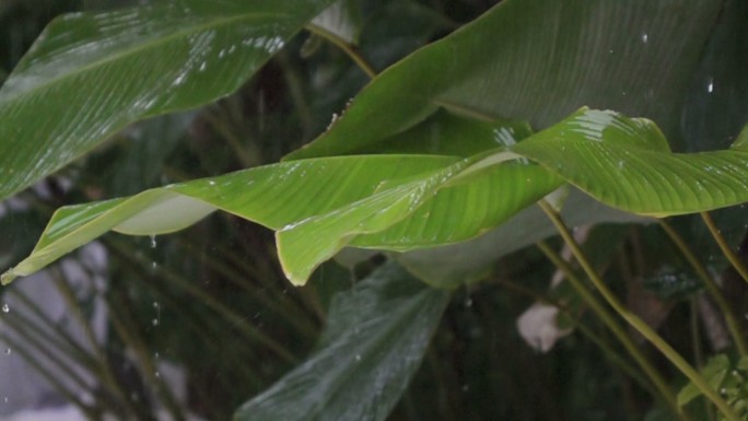 雨滴从大绿叶上落下