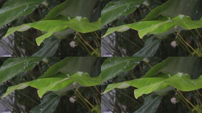 雨滴从大绿叶上落下