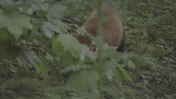 小熊猫4K高清素材