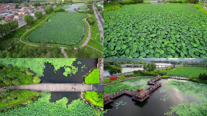 辽阳弓长岭汤河镇孙家寨荷花航拍