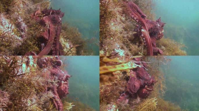 大章鱼在石头海床上寻找食物。
