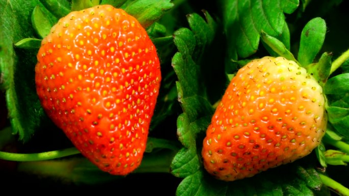 草莓成熟的延时视频