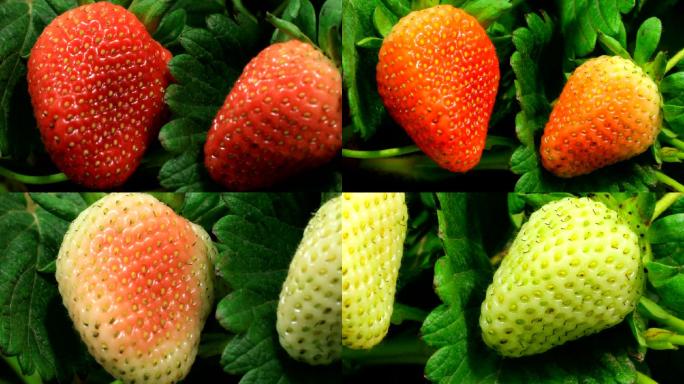 草莓成熟的延时视频