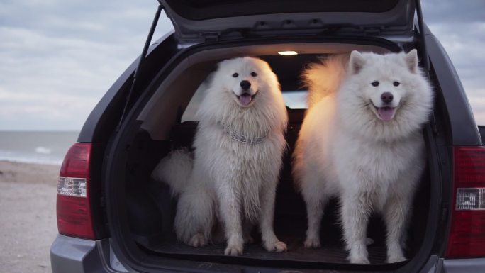 两只可爱的萨摩耶犬坐在汽车后备箱里