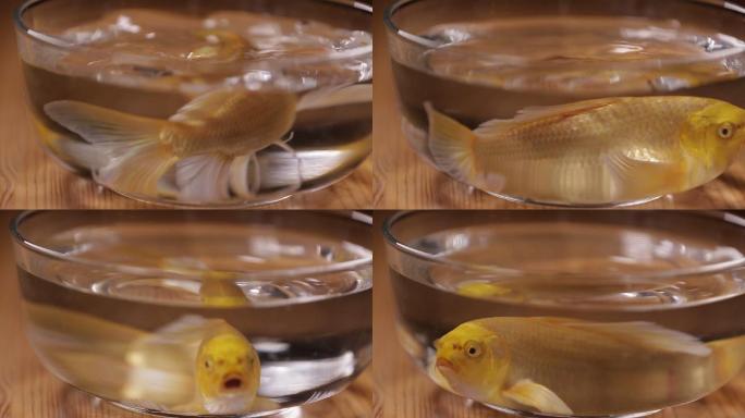 鱼缸里的锦鲤金鱼 (3)