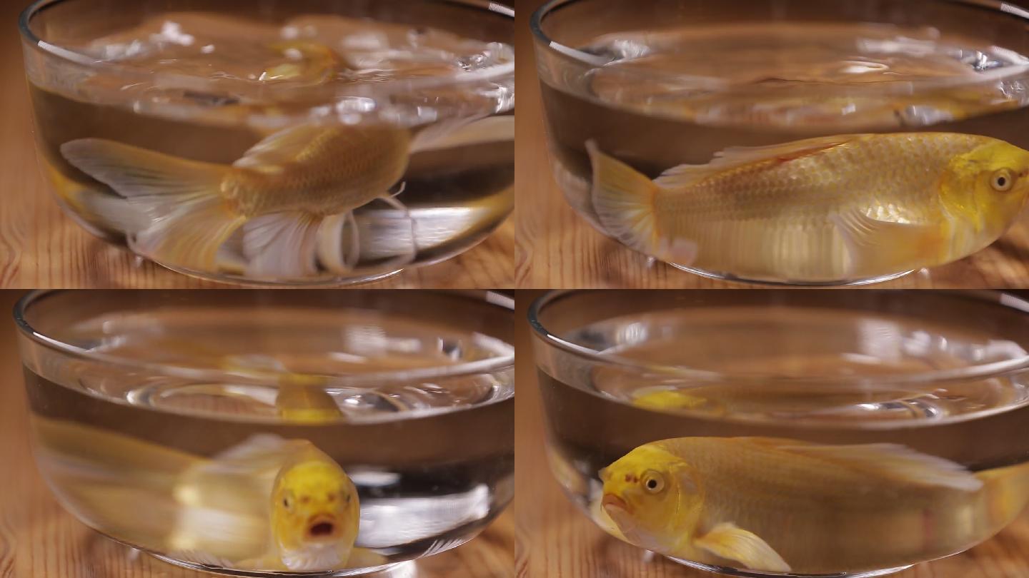鱼缸里的锦鲤金鱼 (3)
