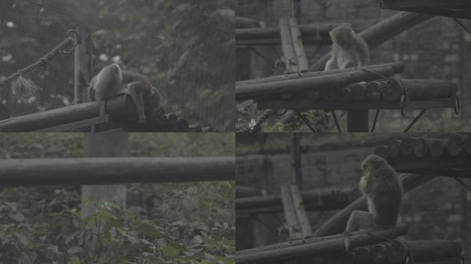 动物园猴子