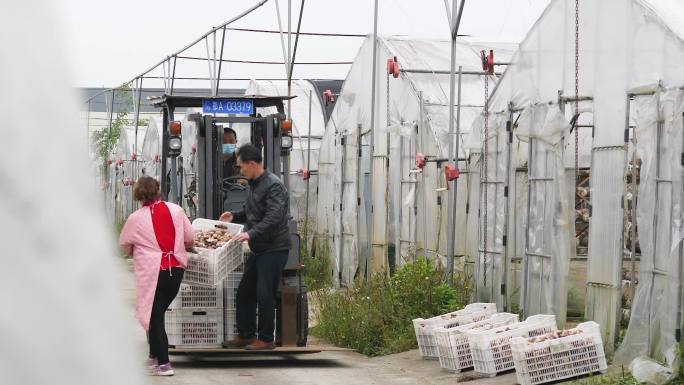 香菇 采摘  运输 大棚  筛选