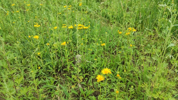 草地中一片小黄花