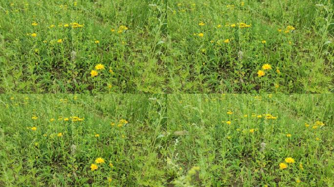 草地中一片小黄花