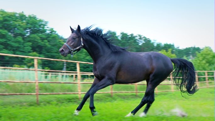 一匹美丽的黑马在围场的绿草上奔驰