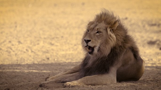 黑鬃非洲狮猛兽野兽野生动物