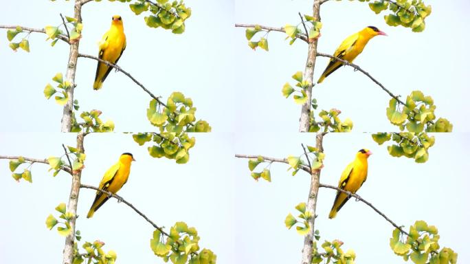 黄鹂鸟，宛转悠扬的黄鹂鸟叫声