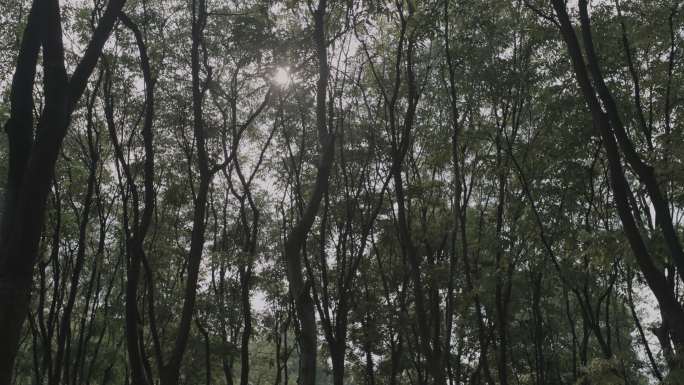 4K｜24fps-树林阳光BMD色彩空间