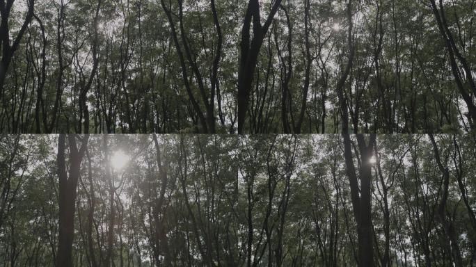 4K｜24fps-树林阳光BMD色彩空间