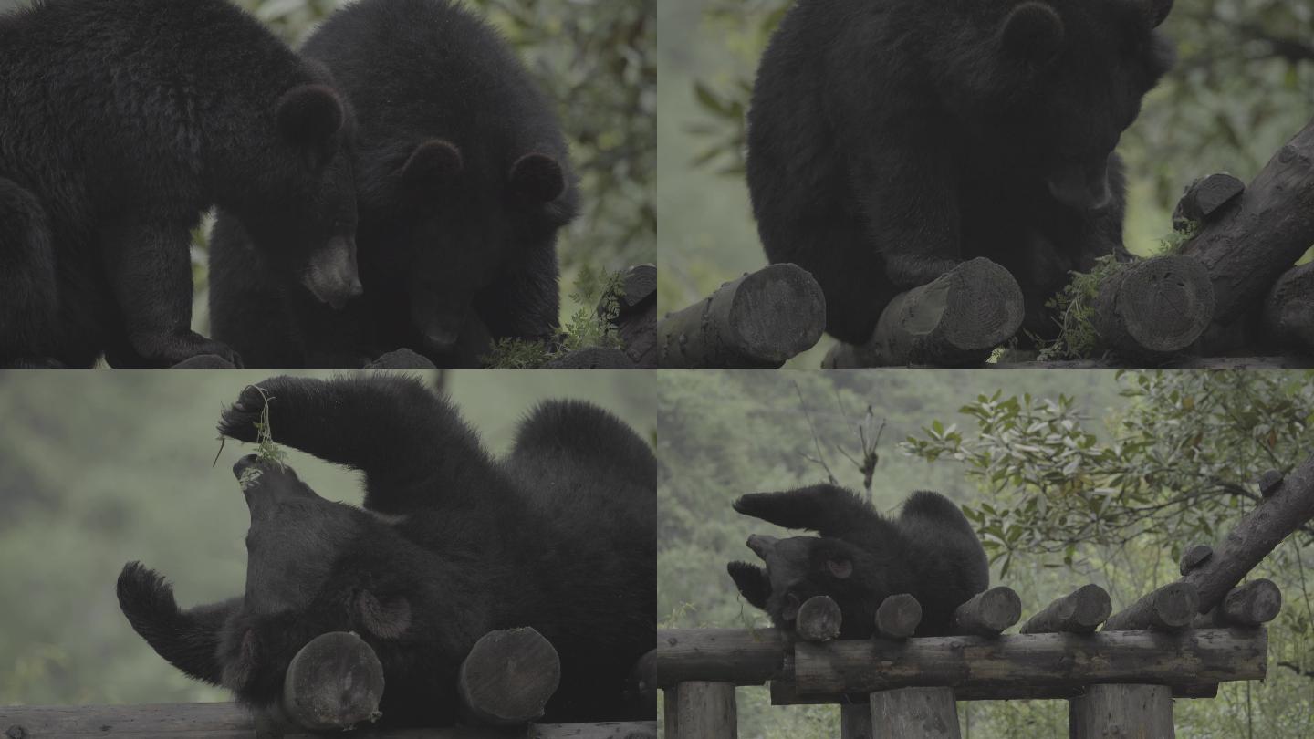 黑熊野外生活
