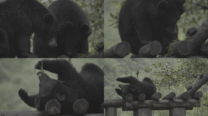 黑熊野外生活