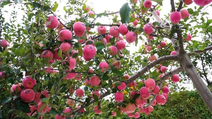 农田树苹果树苹果花苹果成熟 红苹果14