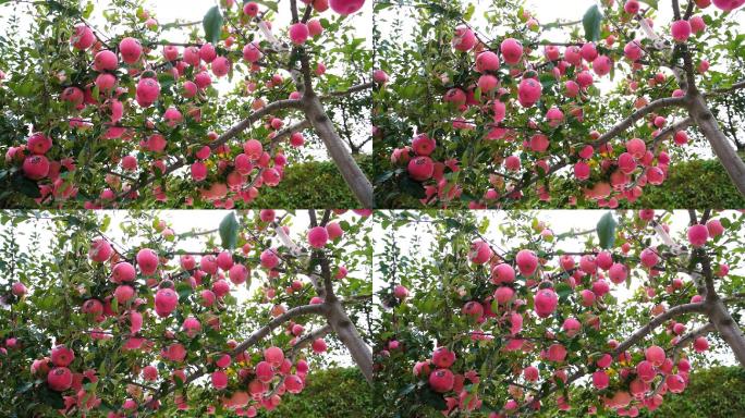 农田树苹果树苹果花苹果成熟 红苹果14