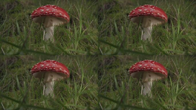 野生蘑菇毒蘑菇毒蝇伞鹅膏菌