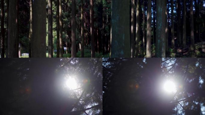 阳光透过树林林间光影