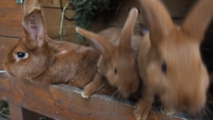 小屋里可爱的兔子喂养
