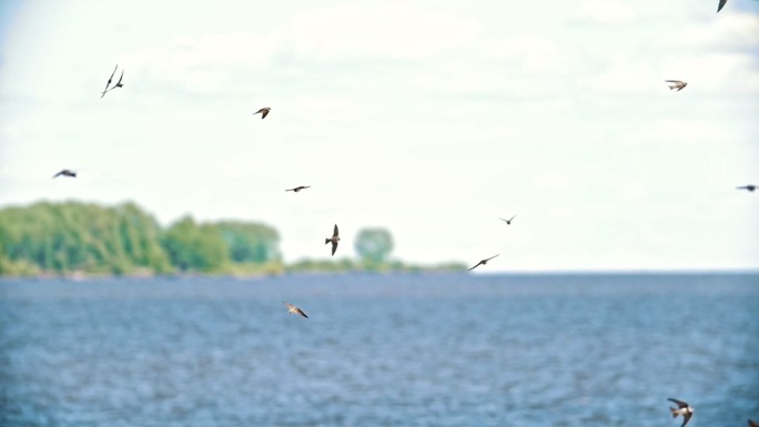 夏天，成群的燕子在河上飞过