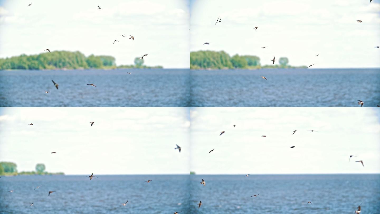 夏天，成群的燕子在河上飞过