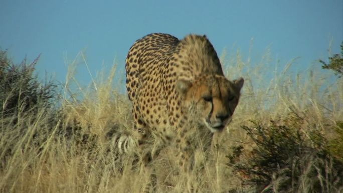 猎豹野生动物世界国家保护大自然非洲