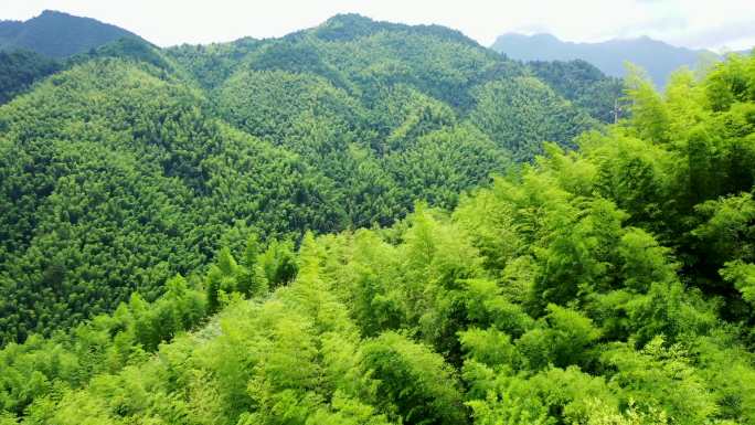 高清4K竹林竹海村子山区户外大面积航拍