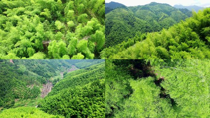 高清4K竹林竹海村子山区户外大面积航拍