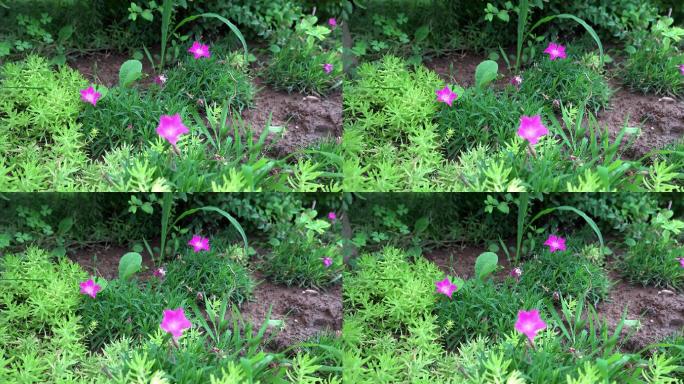 野外的花草，小花草