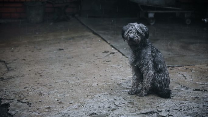 狗在雨中等待